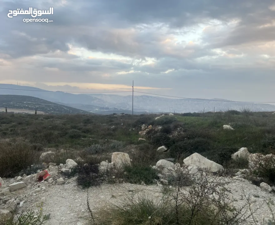 ارض اجنسنيا طابو