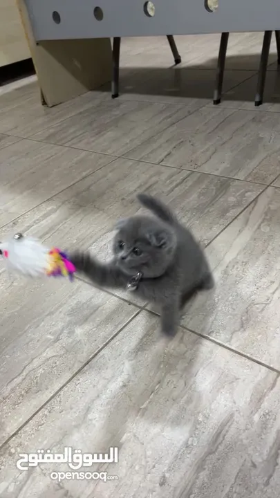 Scottish fold