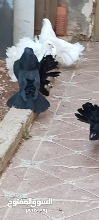 حمام هزاز للبيع