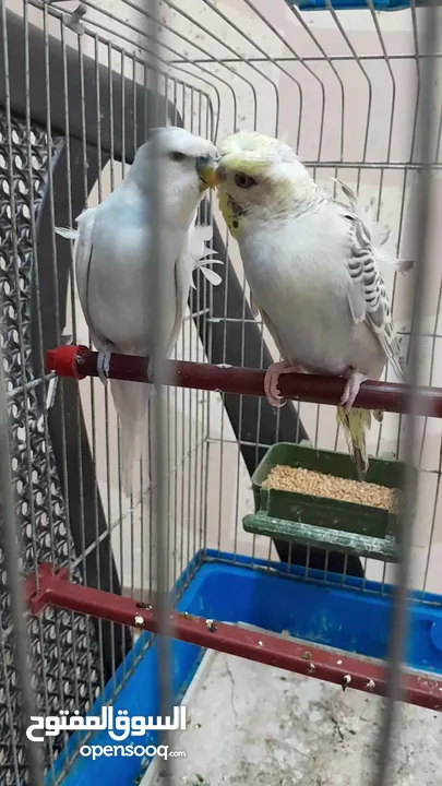 موجود جوز حب هوجو روما الفحل ابو فراخ والطيره بكريه الله يبارك لصاحب النصيب