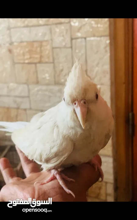 عصفور كوكتيل غزة الشمال