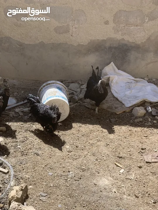 ديوك لمبرجيني و صيصان صحة و نظافة  بلدي للبيع