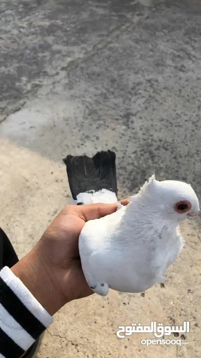 حمام للبيع