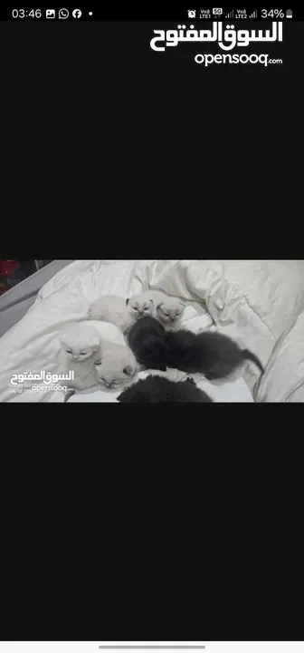 Adorable British Shorthair Kittens Looking for Their Forever Homes – Ready to Join Your Family