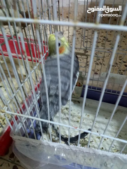 عصفير كوكتيل