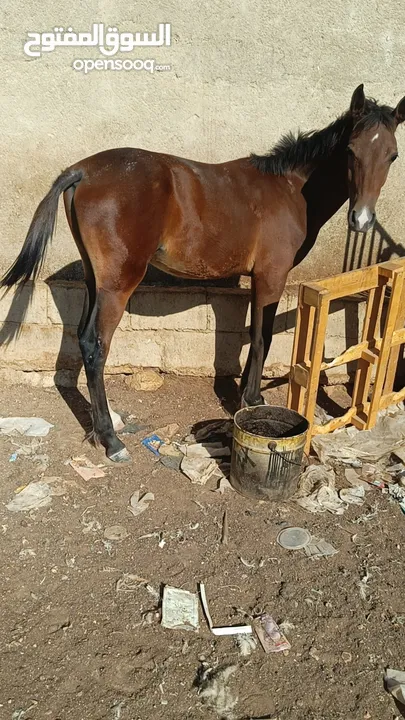 مهر نخب اول