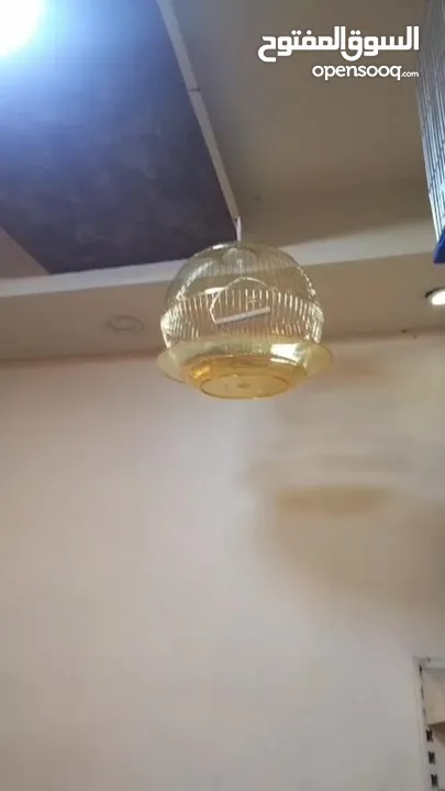 بظاعة محل طيور وحيوازات اليفه للبيع