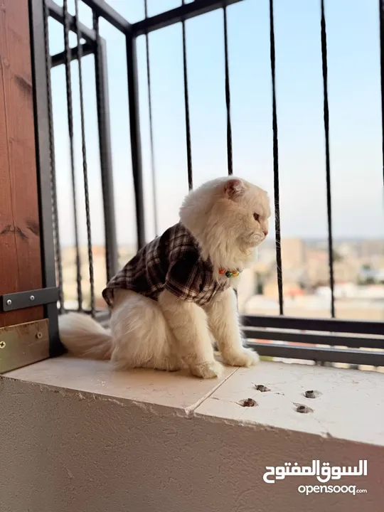 قط سكوتش فولد مميز منزلي اليف وسعره مناسب خالي من اي امراض او مشاكل صحية