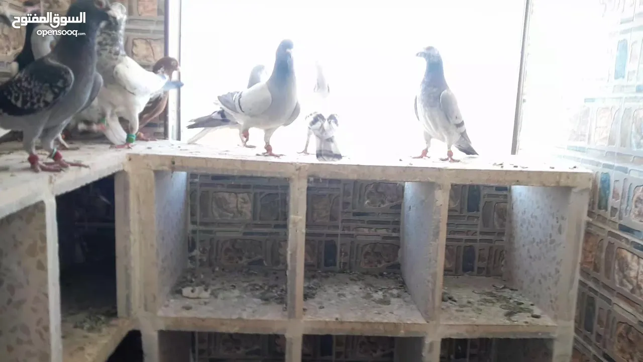 طيور حمام للبيع