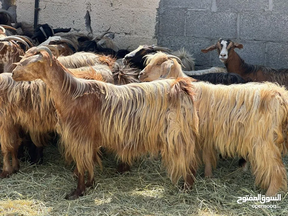 للبيع زرب غنم كامل من قطيع واحد من شوهات وبكار وفحل من حلال الجواميد وحلال بني سعيد راهيات وحلوات