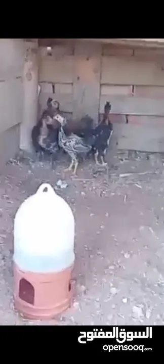 7 فراخ جاج بلدي عمرهن فوق الشهر