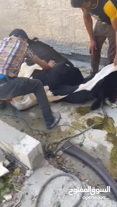 لحام جزار متنقل لذبح جميع انواع الاضاحي سارع بلحجز