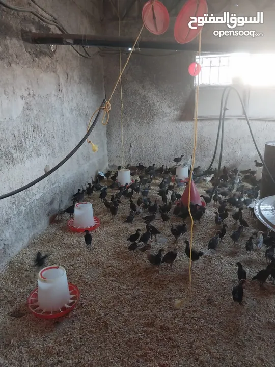 مزرعة دواجن وطيور  بلدي للبيع بكامل معداتها وداوجنها وطيورها بسبب عدم التفرغ