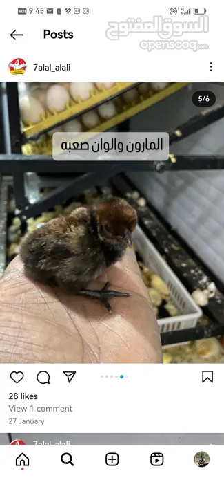 دجاج وبيض جميع الانواع