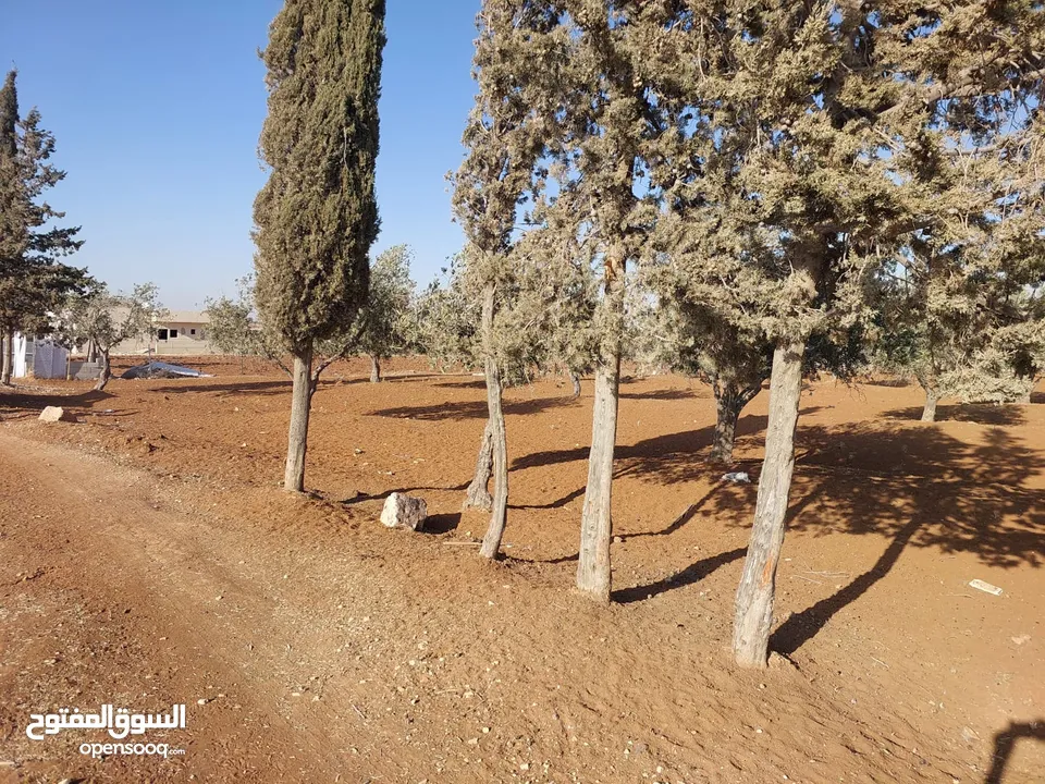 مادبا ماعين ارض زراعية مميزة عليها مزرعة زيتون جاهزة واصل جميع الخدمات مساحتها 4500 م