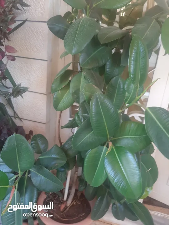 زريعه زينه للبيع