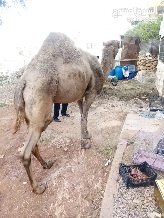 جمل ضحيه للبيع  ما شاء الله