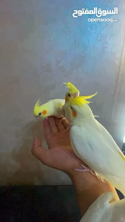 طير كوكتيل اليف جدا  زق يدوي ثوب جميل حبة جامبو العمر  عين حمرا 4شهور  لون مميز لاتينو بيعطي راس