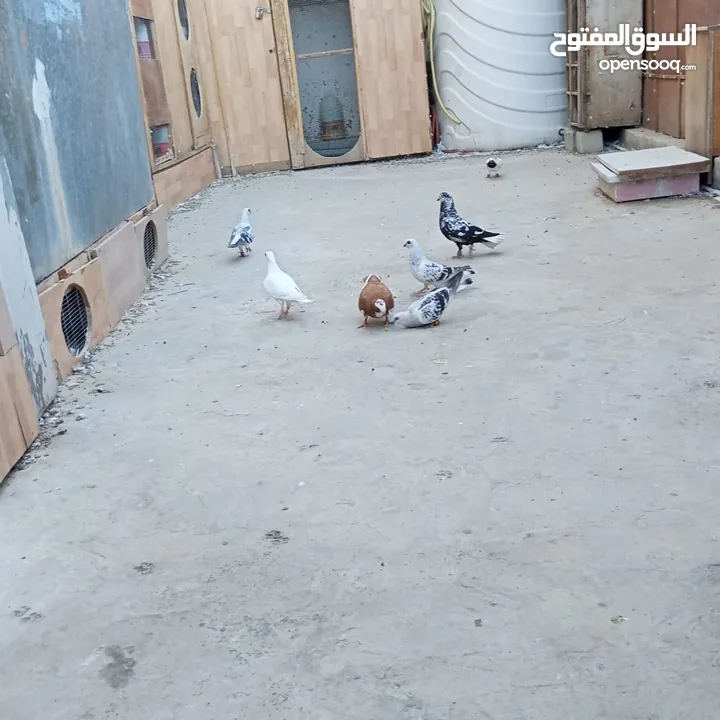 حمام اللبيع عمان مخيم  الحسين