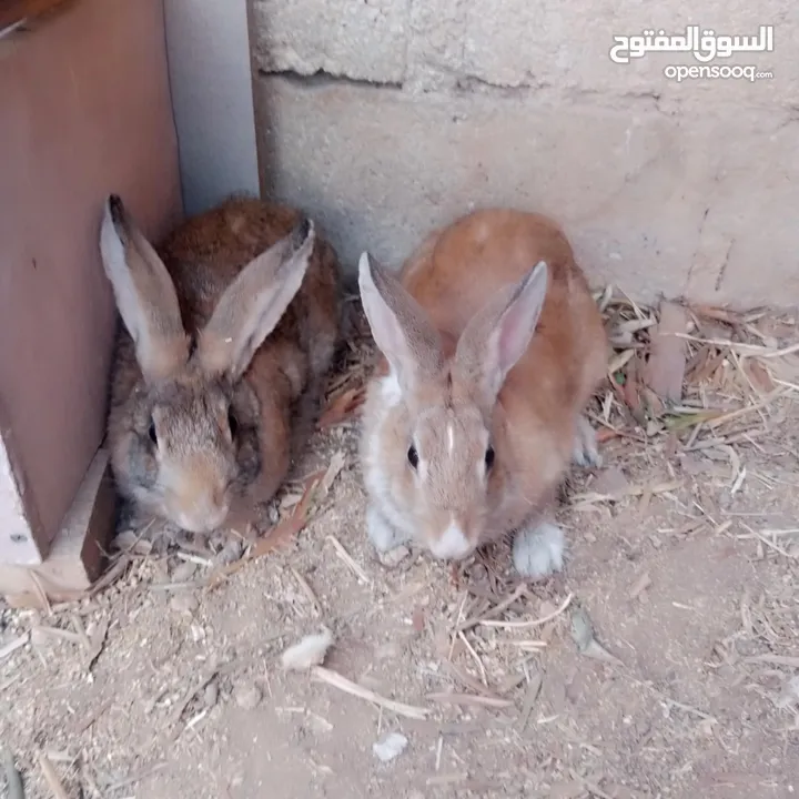 ارانب  ذكر  ونثيتين
