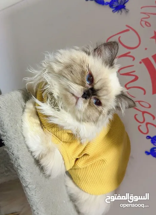 pure Himalayan cat royal cat male  3 code far blue eyes ask for price