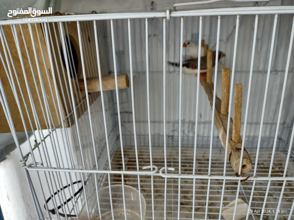 Pair of Finches with cage
