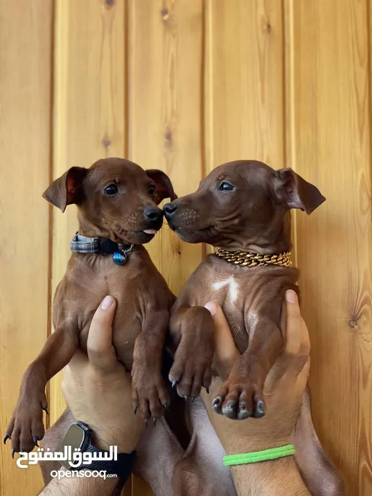 “للذوّاق فقط – Mini Pinscher بيور راقٍ ونادر