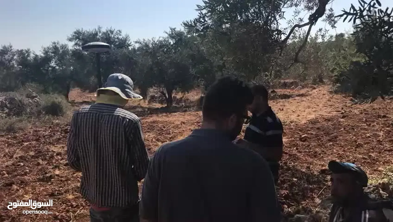 أرض مسطحة على رأس جبل مليئة بأشجار الزيتون تصنيف بي