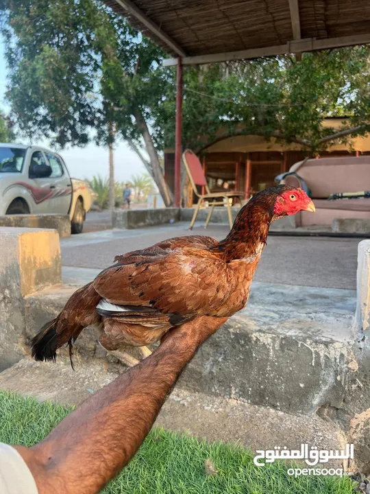 دجاج باكستاني للبيع الكميه محدوده تممت بيع اكثر من 10 دجاجات