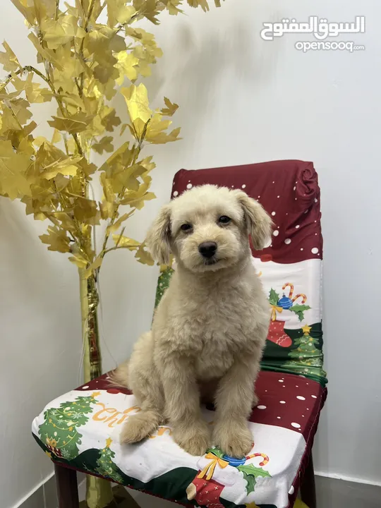 Toy poodle 4 month old