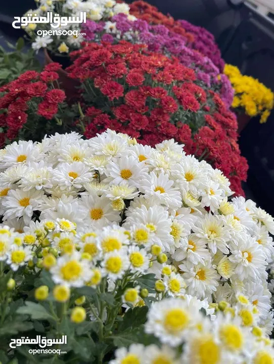 3،400دونم ماحص وادي شعيب الفحيص  استخدام سياحي سكني زراعي يكمن شقة قبول شقة  عمان الغربيه من ثمن