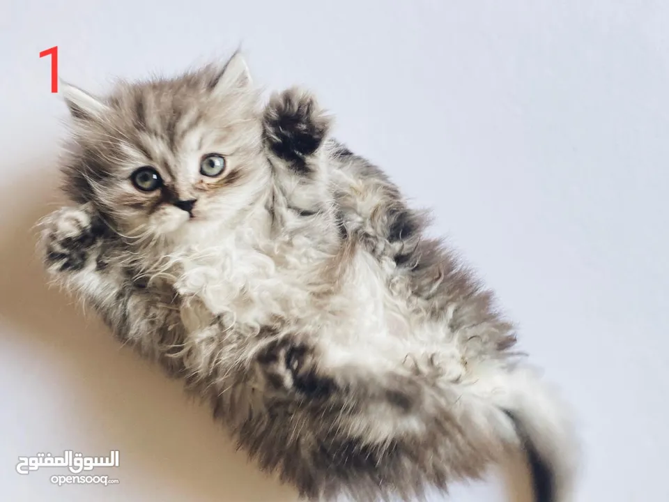 قطط للبيع بأسعار مغرية