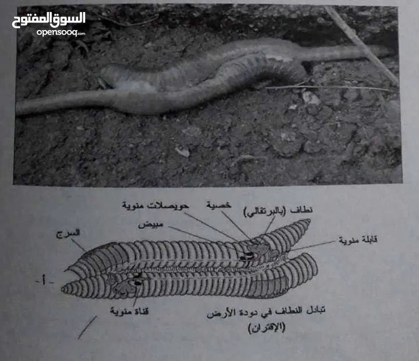 دود فيرمي كومبوست خليط بين دود الريدويجلر ودود التايجر وورم