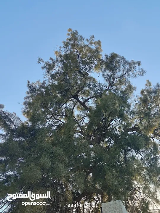 ارض للبيع في زبوبا طريق المطلة