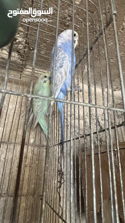 بسم الله الرحمن الرحيم اربع جواز حب رينبو كل لجواز تحتيهم بيض اشي قرب يفقص واشي جديد طبعاً اجواز