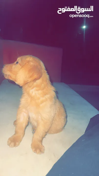 كلب جولدن / golden dog