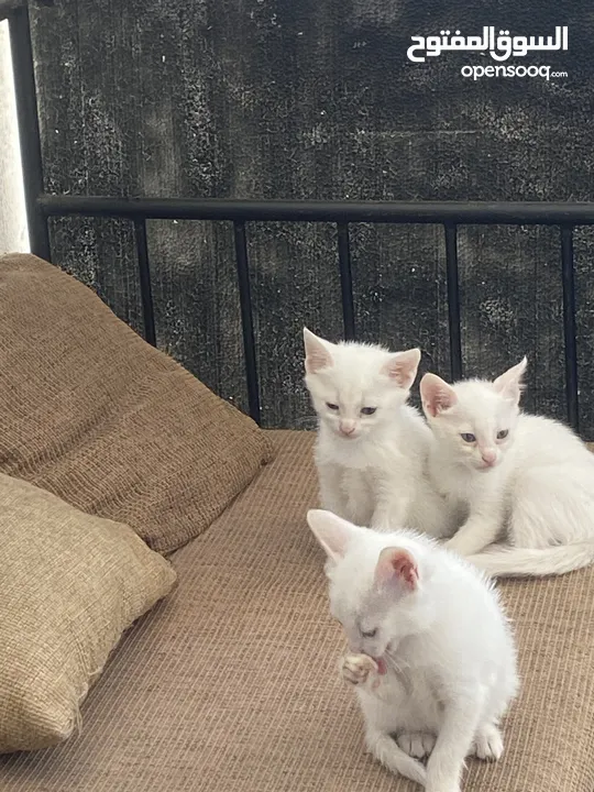 3 chatons angora turc race pure, 1mois et 17 jours