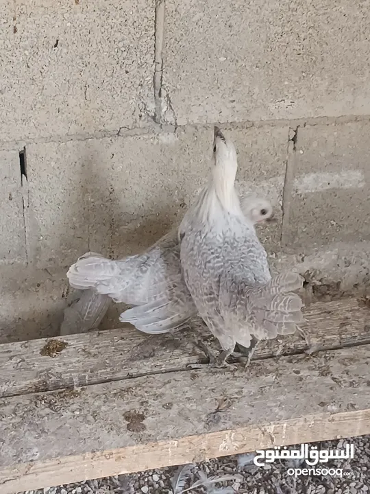طيور مزرعه زرب الصواوين