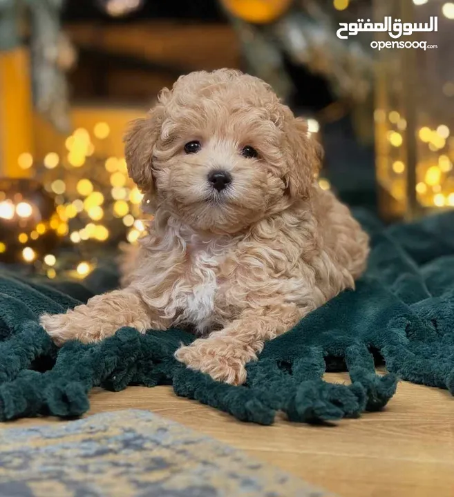 جراء مالتيبو Maltipoo مستوى عالمي