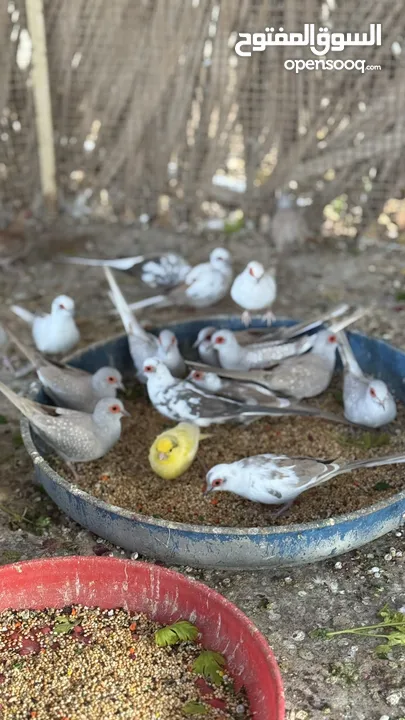Dove bird pigeon دوف مكس للمهتمين للتربية منتج