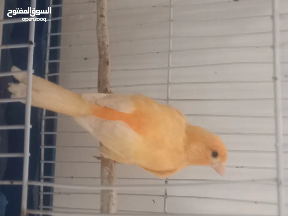 جوز كنار شغلات للبدل على ياكريم او روز