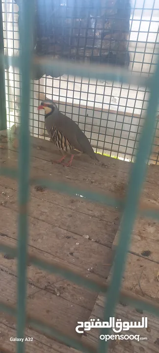 حجل للبيع ذكور عدد2 واحد ابيض  واجد بلدي