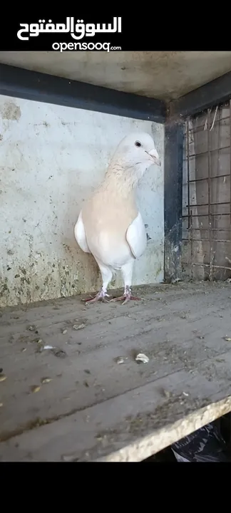 جواز وفردات كل اشي الو سعرو الاسعار بالوصف
