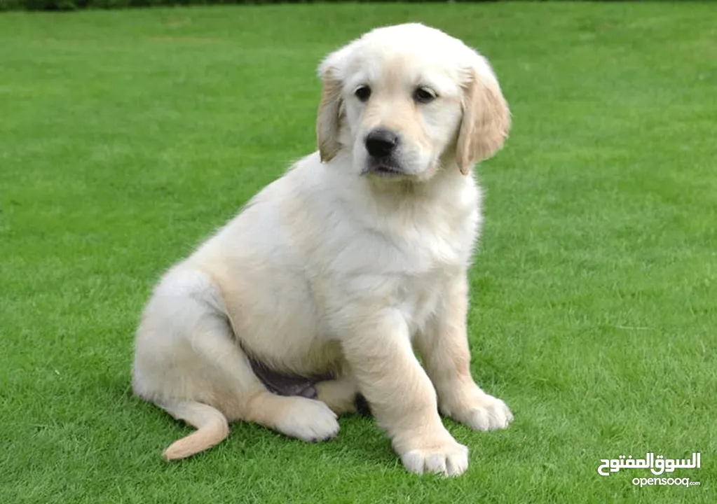 9 Golden Retriever Puppies