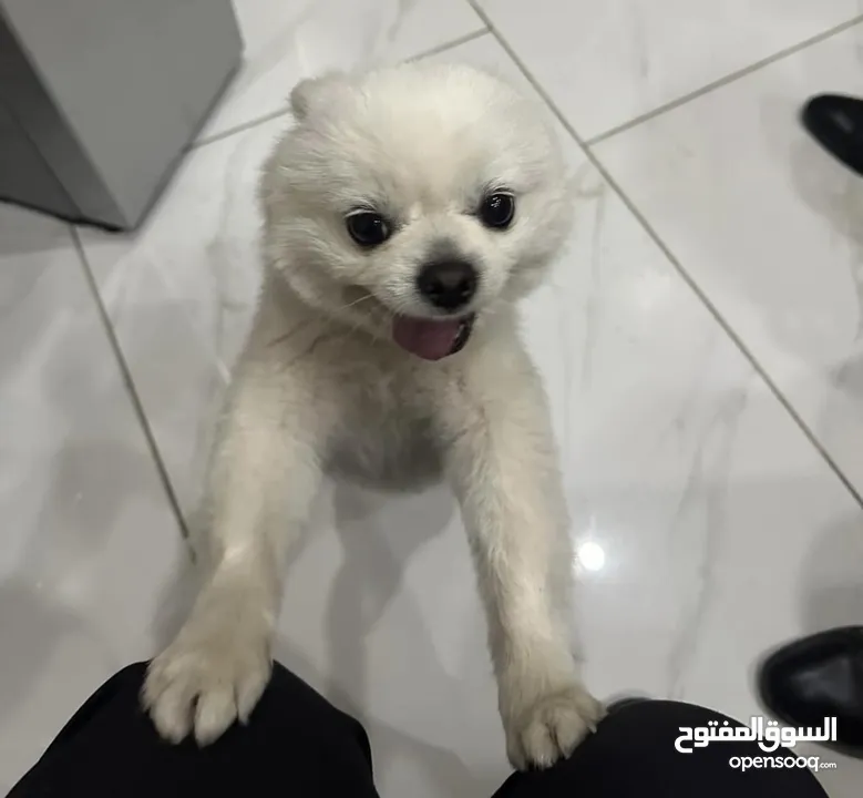 Top Korea Imported White Pomeranian Boy