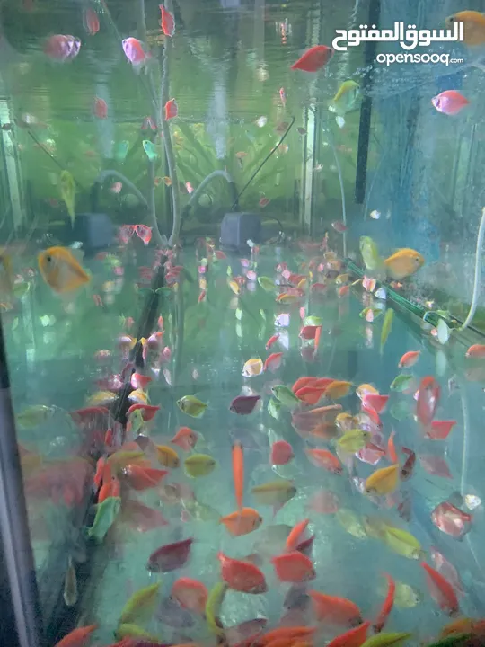 Aquarium Items For Fish