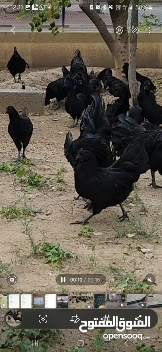 Gulf Cemani Chicken Farm