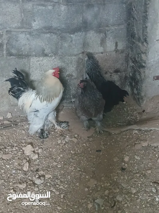 دجاج للبيع