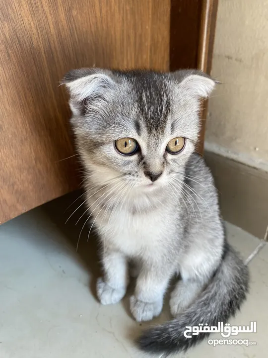 قطط أنثى العمر شهرين.  2 Month Female Kitten