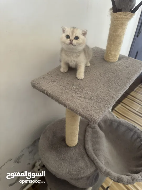 سكوتش تريبل فولد وستريت